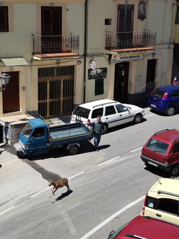 images E' tempo da... capriolo a spasso per le vie del paese. Taverna ha il suo bamby