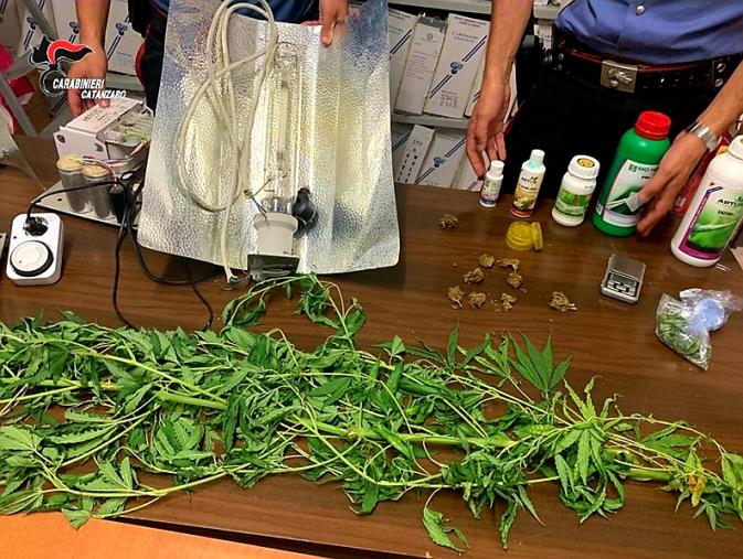 images Pianopoli, in casa aveva un laboratorio per coltivare la marijuana: arrestato