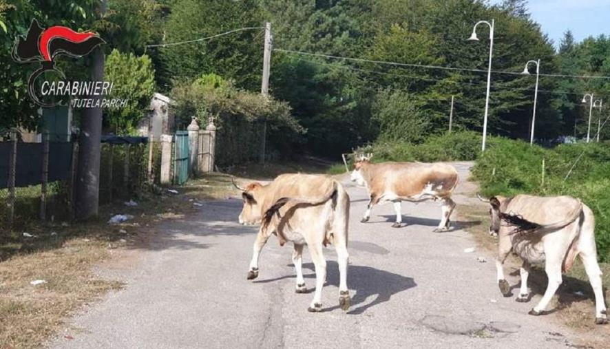 images Pascolo abusivo nel Parco nazionale d'Aspromonte: una denuncia  