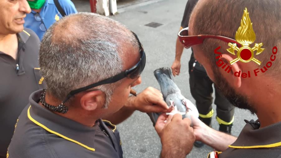 images Aveva un oggetto conficcato nell'arto sinistro, i vigili del fuoco salvano un piccione 