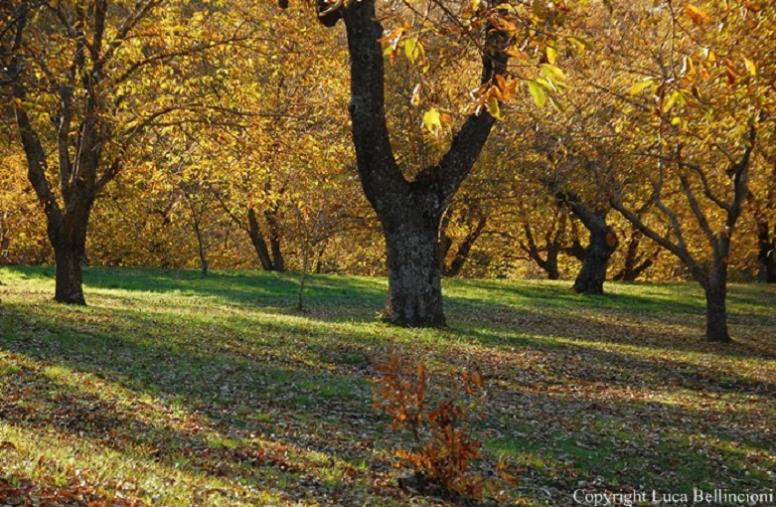 images "Investire nella risorsa bosco": a San Donato di Ninea si fa formazione