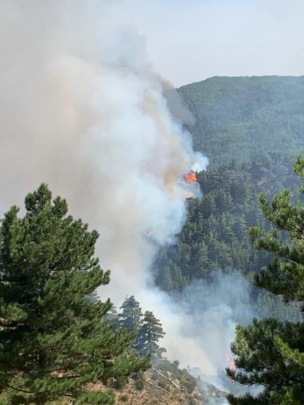 images Incendi San Luca, Spirlì: "Attivi mezzi aerei e di terra"