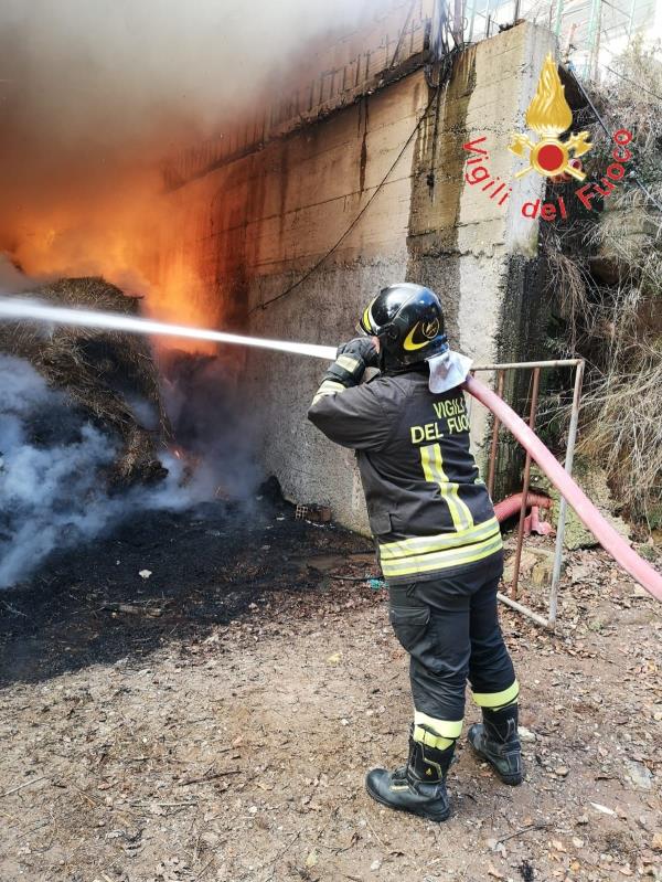 Incendio in una stalla a Borgia, i vigili del fuoco mettono in salvo gli animali