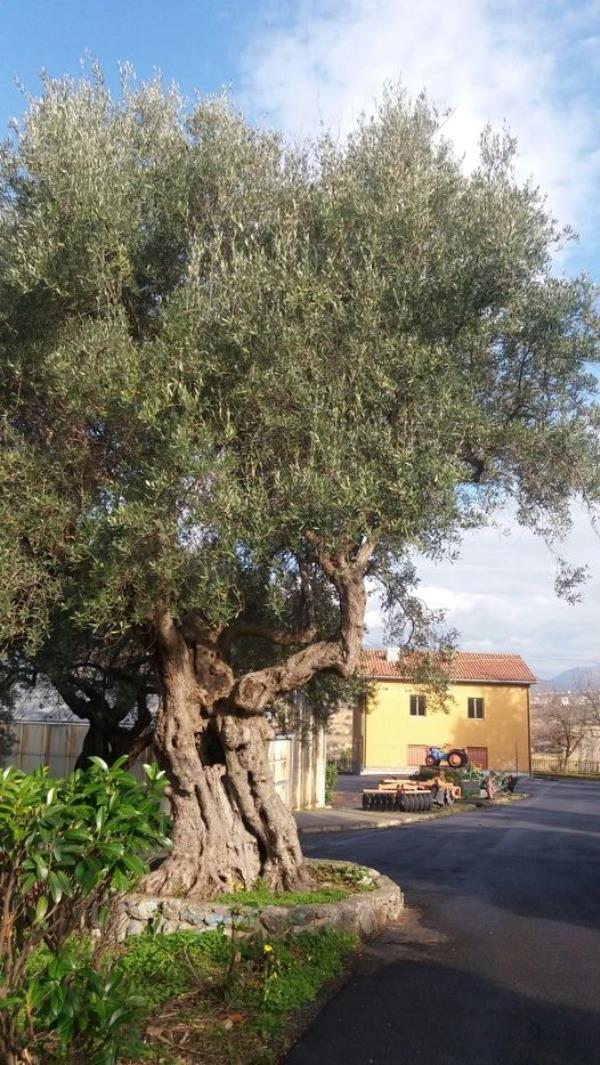 images Cirella. L'Istituto tecnico Agrario non chiuderà