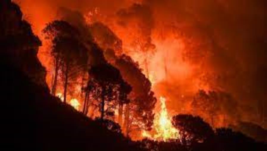 images Incendi nel reggino, il resoconto del Comando provinciale dei vigili del fuoco 