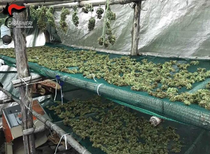 images A Roccaforte del Greco, nel reggino, scovata una piantagione di 100 arbusti di cannabis e armi