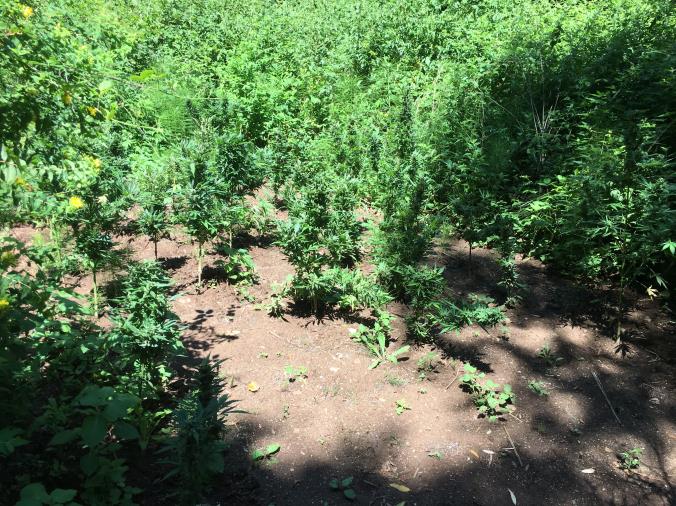 images Lamezia Terme, sequestrate 135 piante di marijuana  del tipo "Skunk"  
