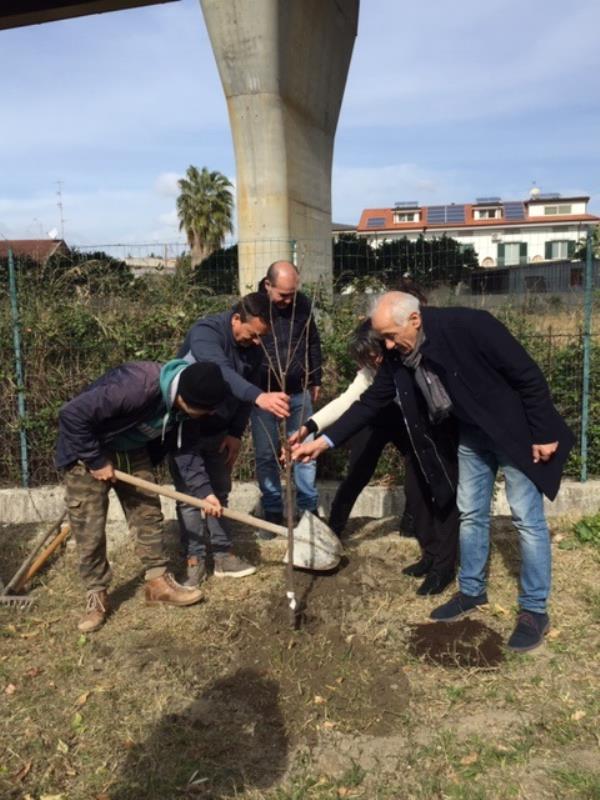 images L'Associazione “Acquamarina” ha piantumato tre nuovi alberi nella sede del Centro Calabrese di Solidarietà 