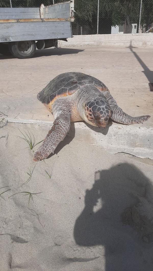 Un esemplare di caretta caretta trovata morta sulla spiaggia di Cropani 