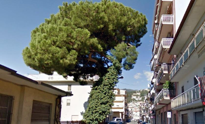 images Lamezia Terme, il pino di via Indipendenza sarà abbattuto per la salvaguardia dell'incolumità pubblica 