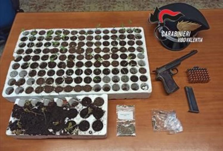 images Piantine di marijuana nei cartoni di polistirolo e una pistola con proiettili in un magazzino, arrestato 35enne nel Vibonese