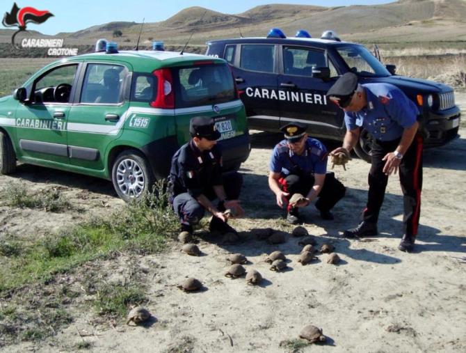 Rocca di Neto, detiene illegalmente 47 testuggini di specie protetta: denunciato 