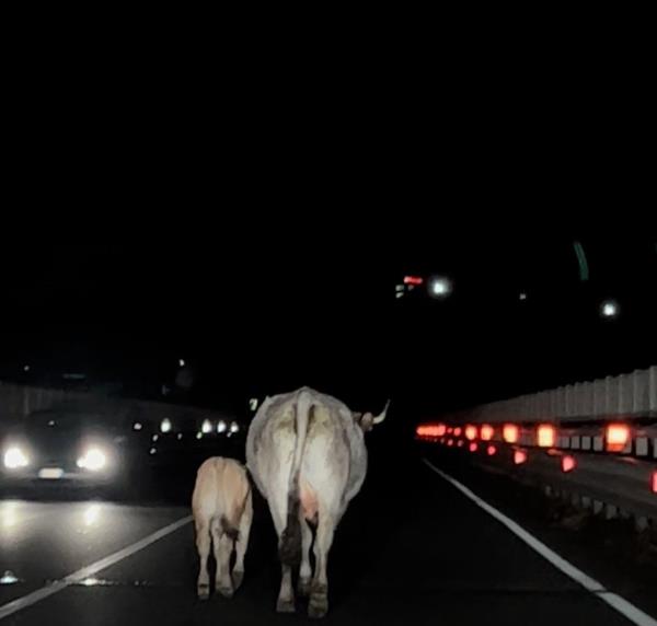 images Catanzaro, ancora mucche sulla tangenziale