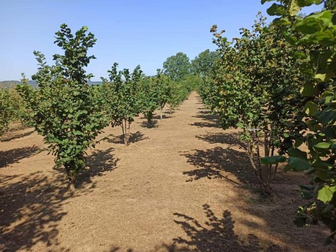 images “Il borgo della nocciola”: a Cardinale nuove opportunità per la Tonda di Calabria bio con i finanziamenti della Regione