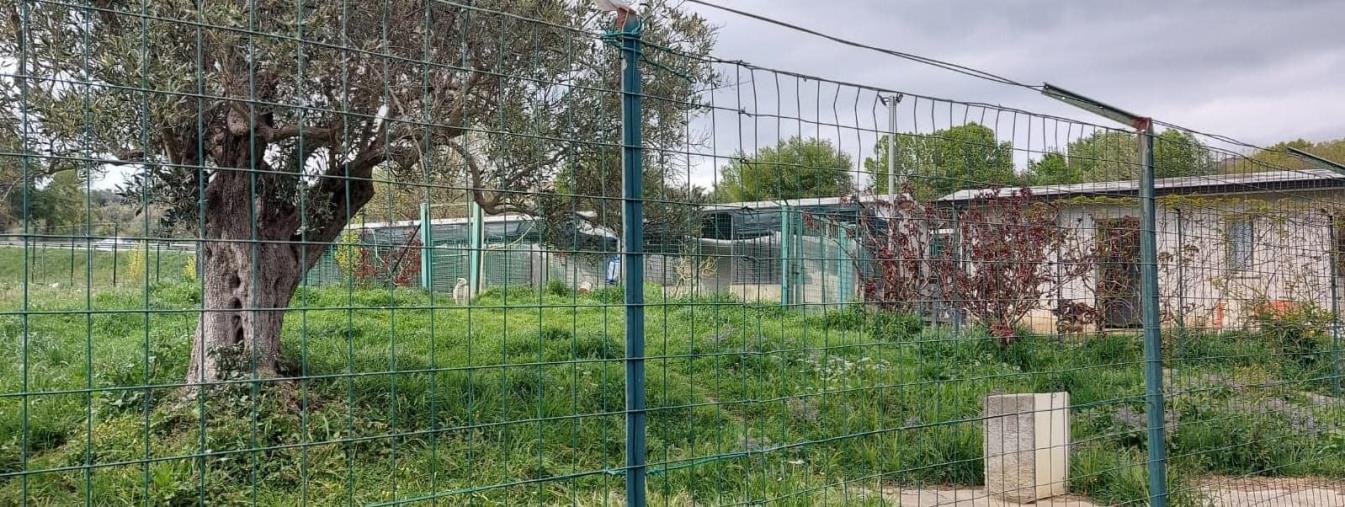 images Marcellinara si doterà della prima Oasi canina parco rifugio della provincia. Il sindaco: "Vicini alla meta" 