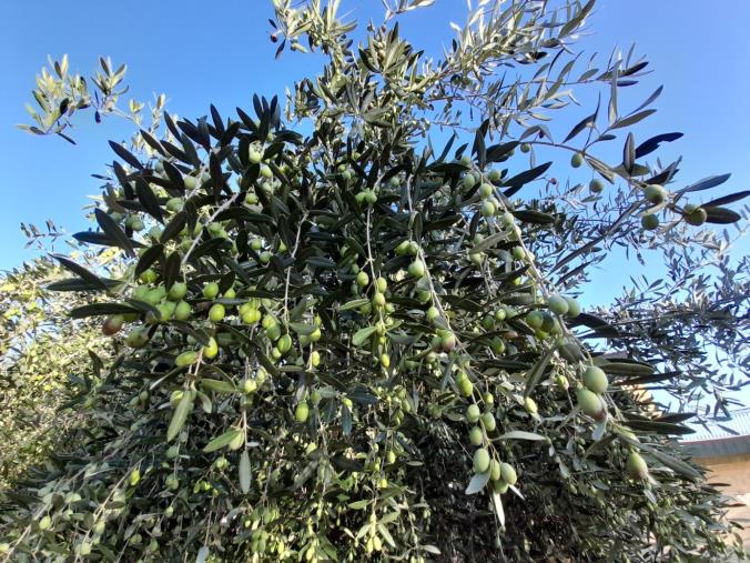 images Al via la stagione olivicola 2020. Si prevedono olii di ottima qualità ma anche una produzione di almeno - 40% rispetto al 2019