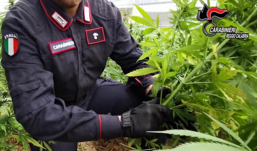 images Palmi, rinvenute 800 piante di cannabis: arrestato un trentenne