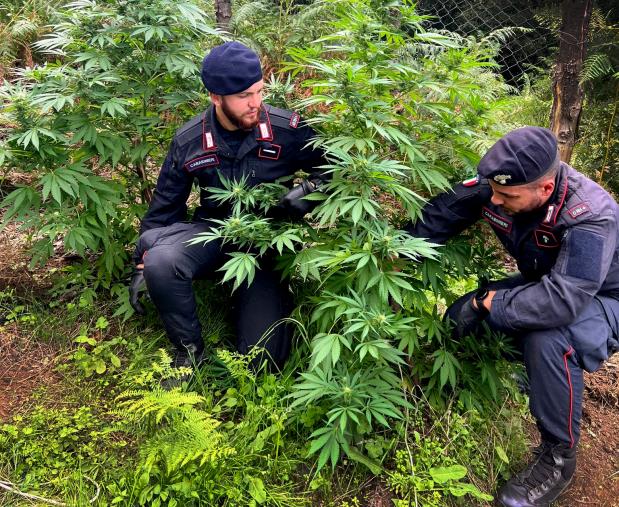 Palmi, scovate armi e piantagioni di Cannabis tra Oppido Mamertina e Santa Cristina