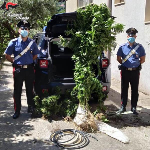 images Soveria Mannelli. Coltivava cannabis tra gli ortaggi, arrestato 57enne albese 