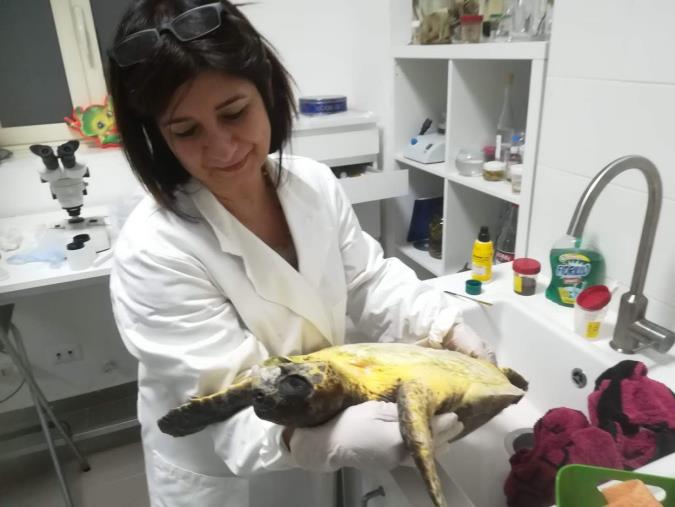 images I Veterinari premiano a Roma la catanzarese Antonella Giglio, impegnata a Montepaone nella salvaguardia degli animali marini  