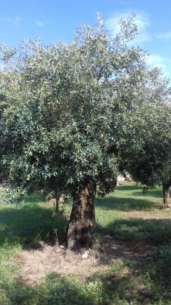 images "Olive sane e produzione raddoppiata", la soddisfazione degli esperti 