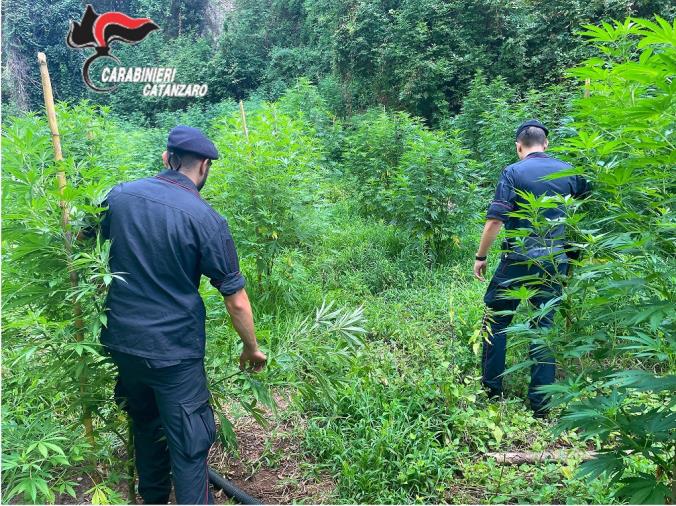 images Rinvenuta una piantagione di 400 piante di marijuana a Gizzeria Lido: arrestati 4 lametini