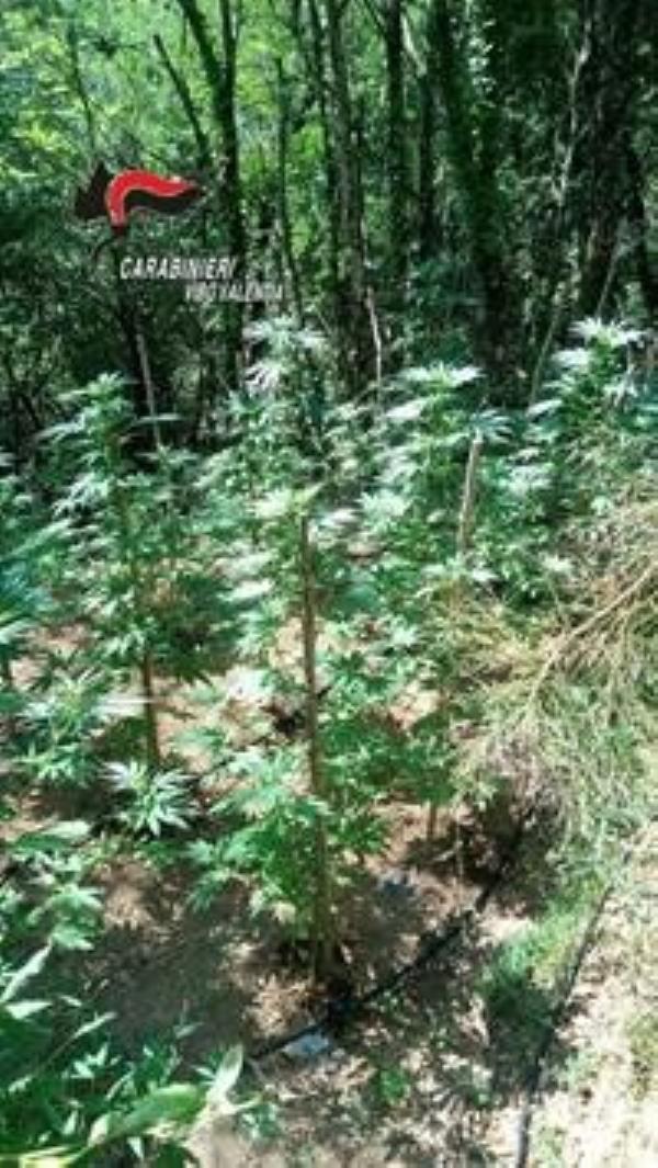Mega piantagione di canapa scovata a Fabrizia: avrebbe generato 800 mila euro