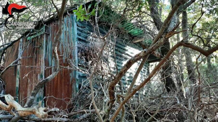 Locri, scoperta una piantagione di canapa di quasi due metri