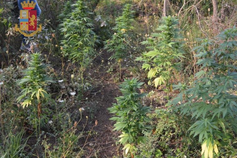 images Droga, scoperta piantagione di marijuana nel reggino: 2 arresti