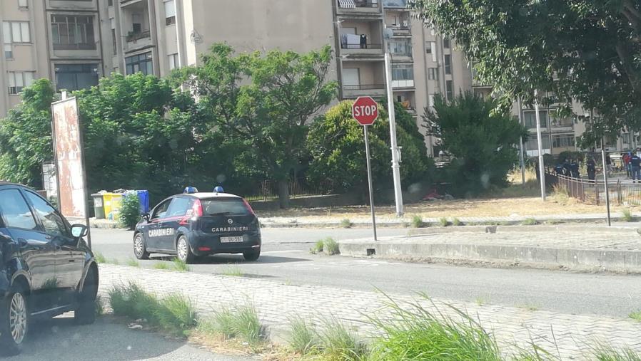 images Cagnolina investita e uccisa nel quartiere Aranceto, l'associazione Eden: "Si sarebbe potuto evitare"