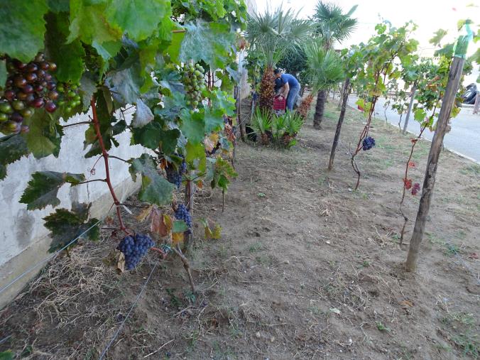 images E' tempo di vendemmia anche per i detenuti del carcere di Siano