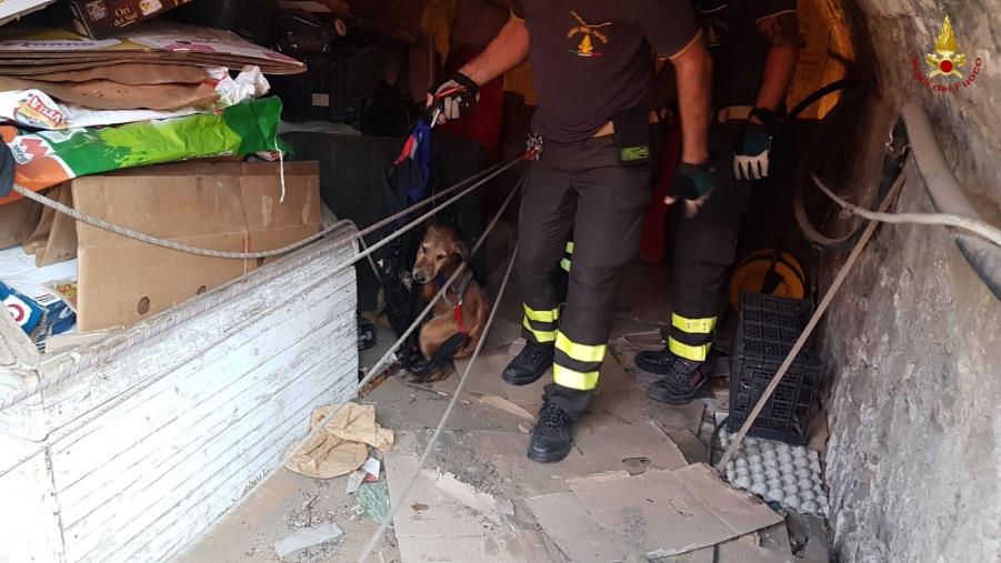 I Vigili del Fuoco salvano un cane intrappolato all'interno di un pozzo