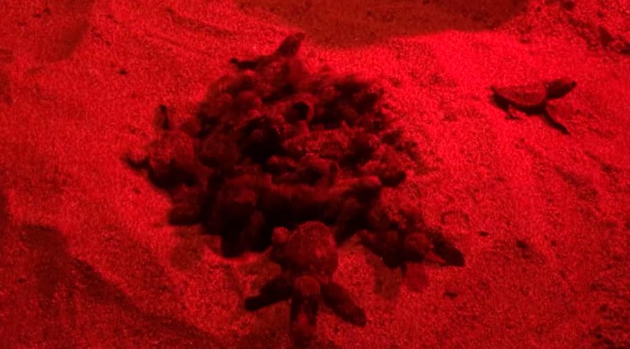 images Crotone, straordinaria schiusa di tartarughe marine: in 70 raggiungono il mare (VIDEO)