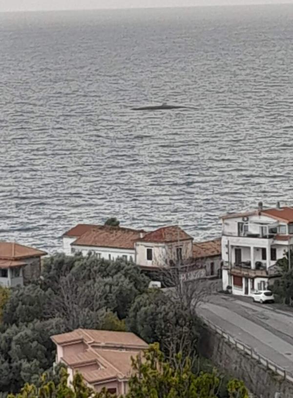 images Sommergibile o cetaceo? La foto della strana sagoma nel mare di Caminia diventa virale 