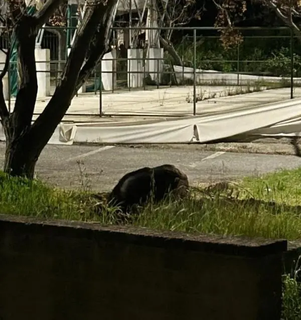 images Catanzaro, Cinghiali a Parco Genziana nel quartiere Materdomini