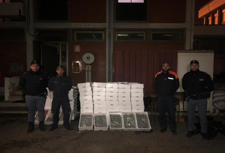 Sequestrati 525 chili di bianchetto e 150 di gamberi privi dei requisiti di tracciabilità nel Reggino: multe per oltre 26.000 euro