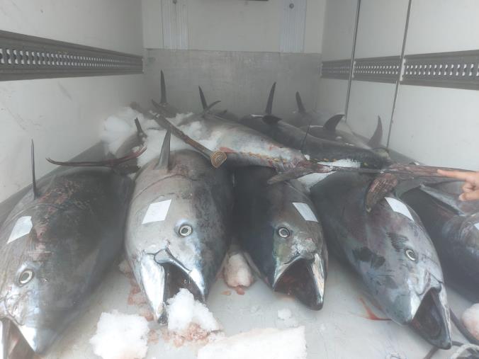 images Viaggiava con prodotti ittici, privo di documentazione: sequestrati circa 20 quintali di tonno rosso  