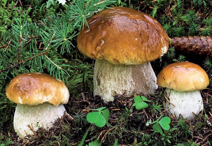 I Funghi, un mondo misterioso e affascinante: miti, leggende, profumi, sapori a Corigliano Rossano
