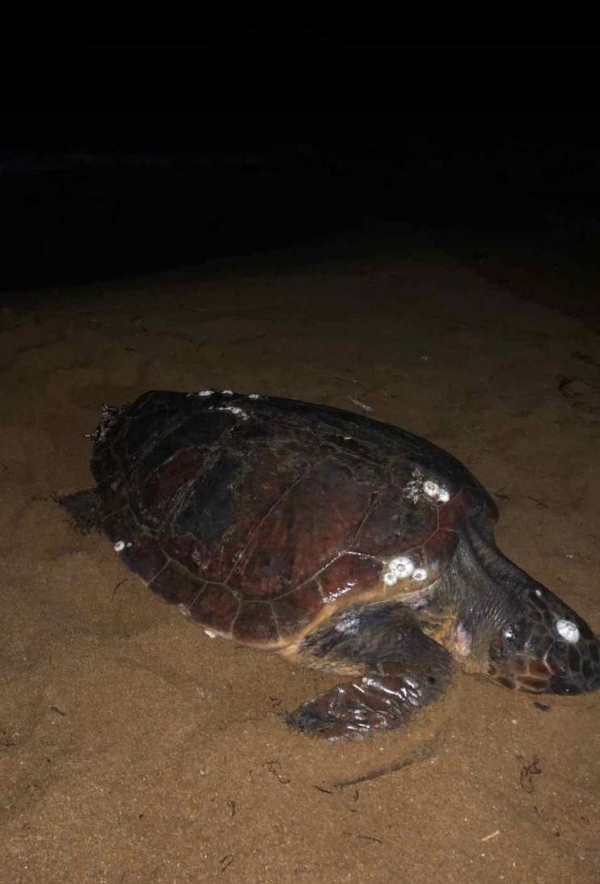 images Crotone, la Polizia trova una tartaruga per strada  