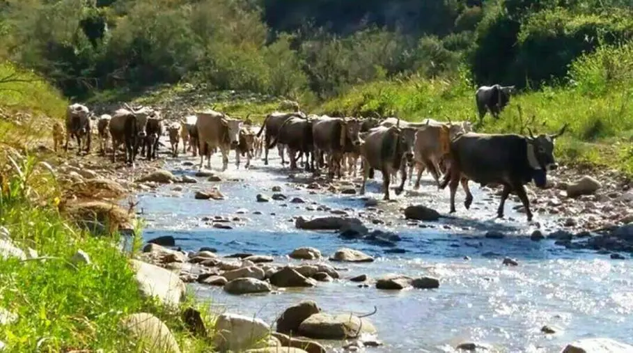 images Transumanza, si potrà effettuare entro tre mesi dai controlli degli animali: arriva la concessione