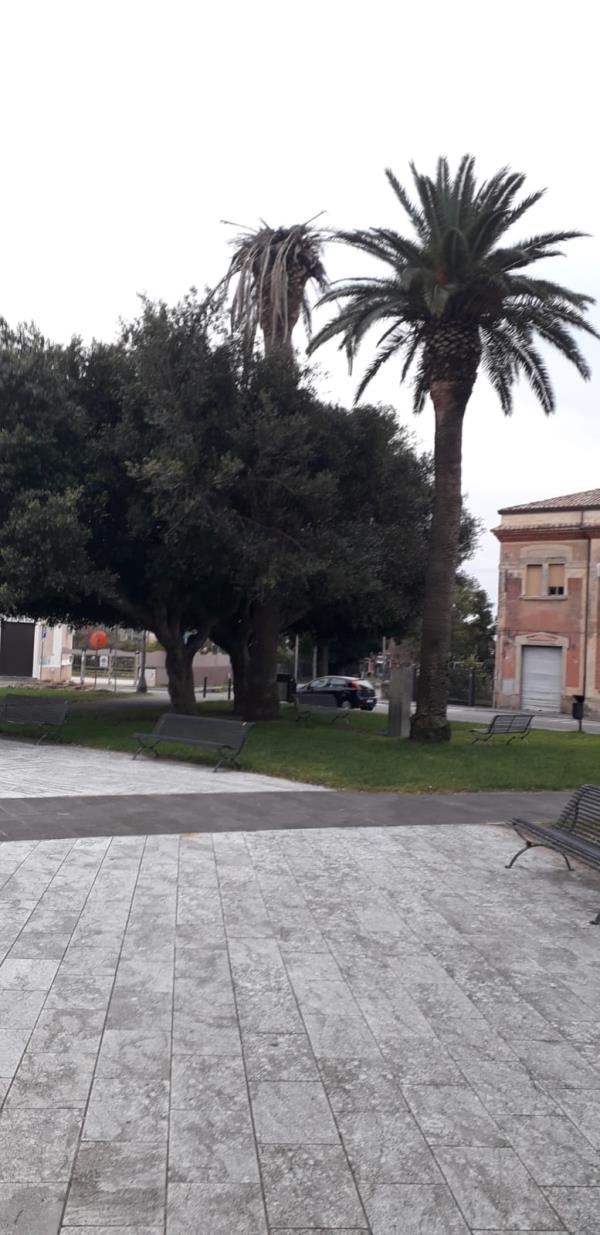 images Miletta (Lamezia Bene comune) lancia un appello al Comune: "Salviamo l’ultima palma di Piazza Italia a S. Eufemia"