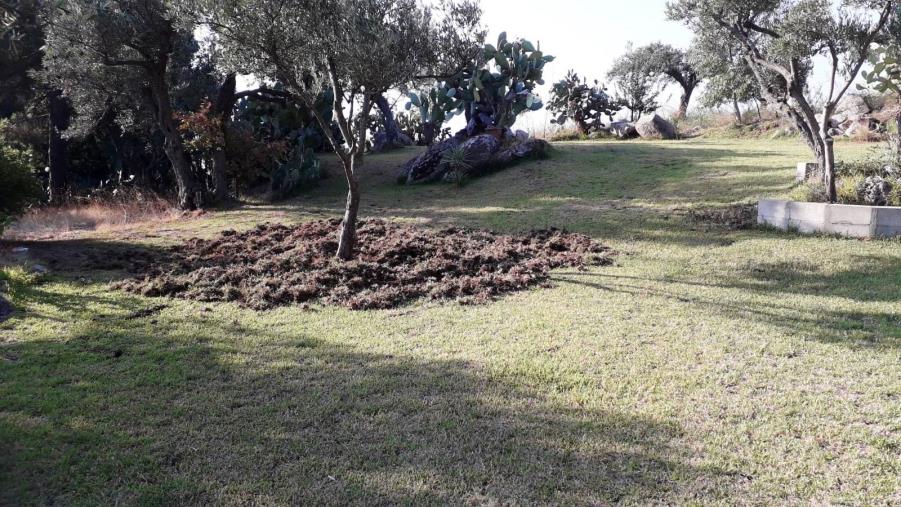 images Allarme cinghiali. Coldiretti: "Un branco ha invaso Casa Nazareth a Stalettì"