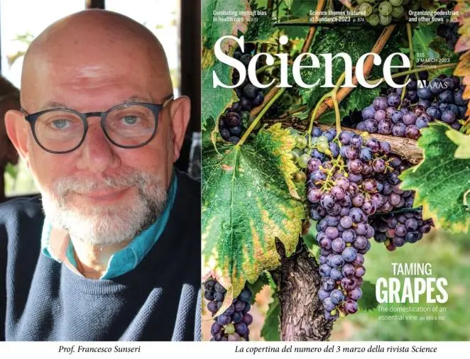 images Ricerca, alla "Mediterranea" di Reggio si studia la domesticazione della vite e la nascita del vino