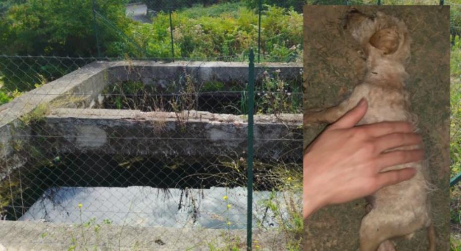 A Santa Caterina Albanese un cagnolino abbandonato cade nella vasca per la raccolta delle acque: salvato da un ragazzo