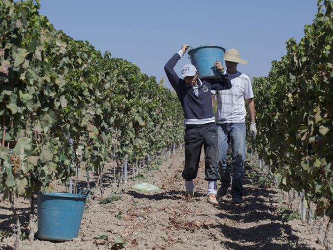 images Lavoro. Coldiretti Calabria: "Con un balzo del 17,4% crescono le ore lavorate in agricoltura"