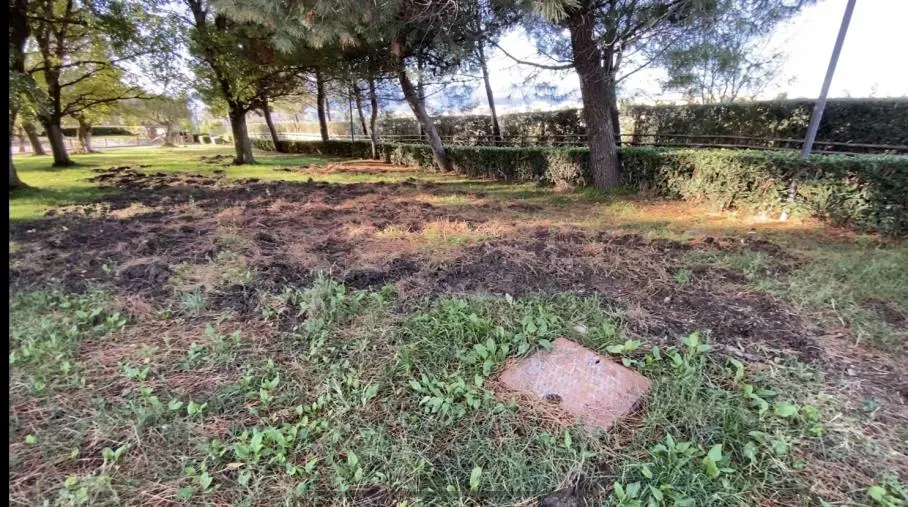 Emergenza cinghiali a Catanzaro: si rivedono all’interno del Parco della Biodiversità (VIDEO)
