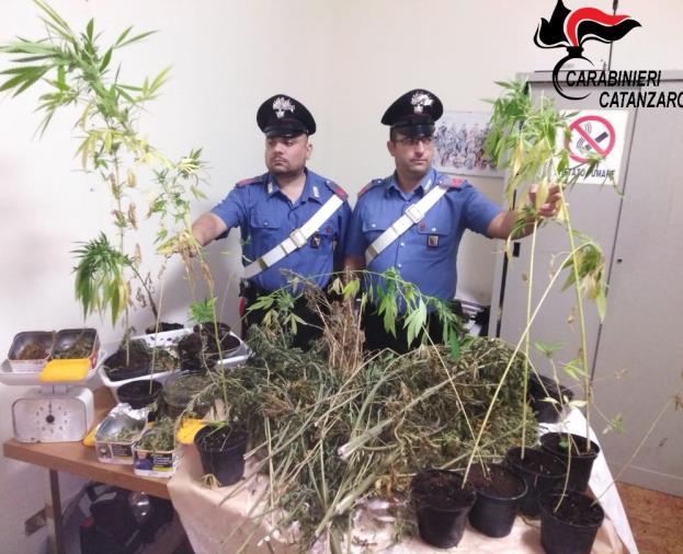 Vallefiorita, padre e figlio minorenne con marijuanna: arrestato il genitore 