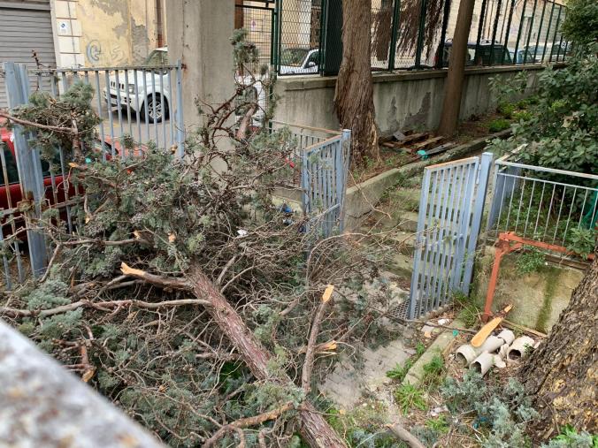 "L'albero è caduto da più di un mese nel cantiere della scuola Mazzini: il Comune ha fatto finta di niente"