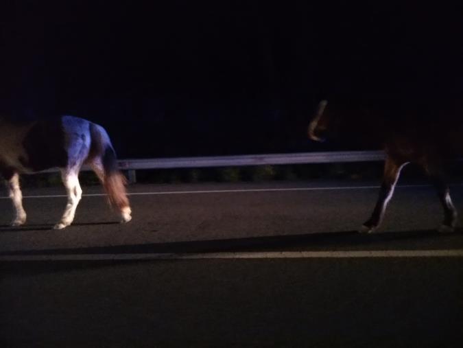 images Paura tra gli automobilisti, due cavalli invadono la 106 a Montepaone. Traffico rallentato