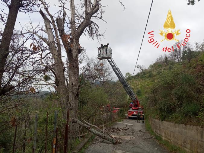 images Albero "troppo" pericolante a Taverna: i vigili del fuoco mettono in sicurezza la zona (VIDEO)